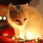 domestication theory