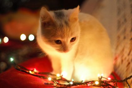 domestication theory