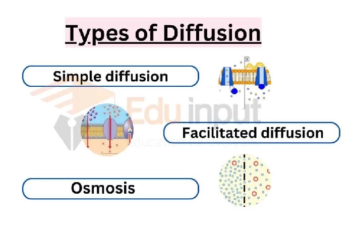 Diffusion